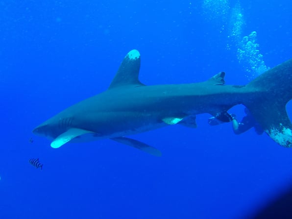 Red Sea scuba diving during Hugh and Judy's Egypt trip