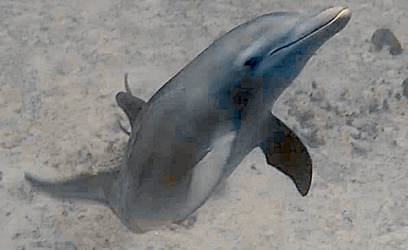 Dolphin photographed during a Hedonism II scuba dive in Jamaica
