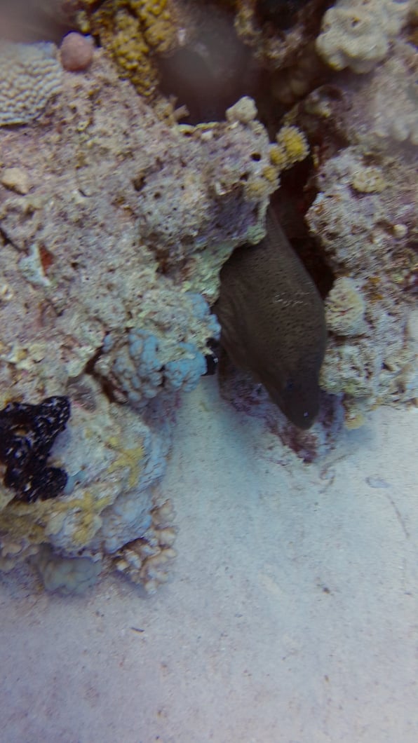 Dive More Spend Less