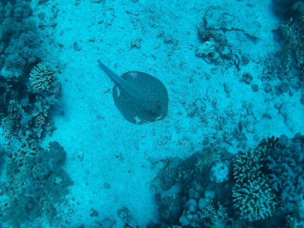 Marine life photographed on the Egypt Red Sea trip