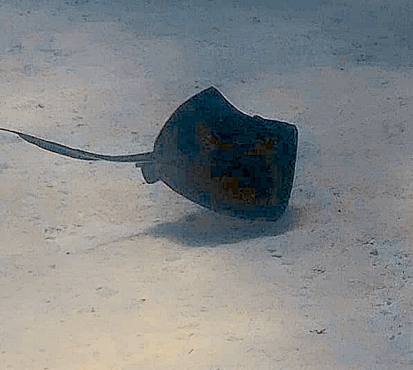 Ray photographed during a Hedonism II dive in Jamaica