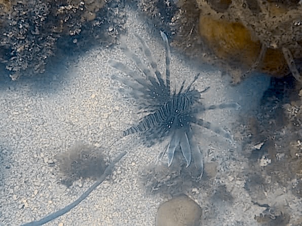 Lionfish photographed while diving in Jamaica