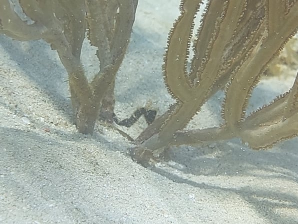 Seahorse photographed during a Roatan dive