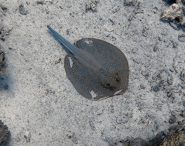 Dive More Spend Less