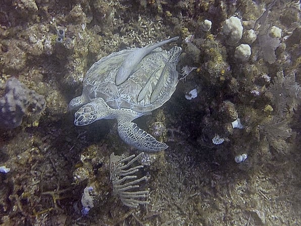 Roatan sea turtle with cleaning fish
