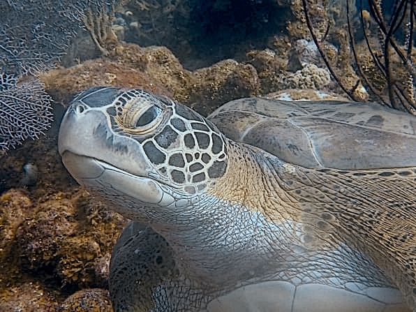 Sea turtle photographed during Hugh and Judy's Roatan scuba trip